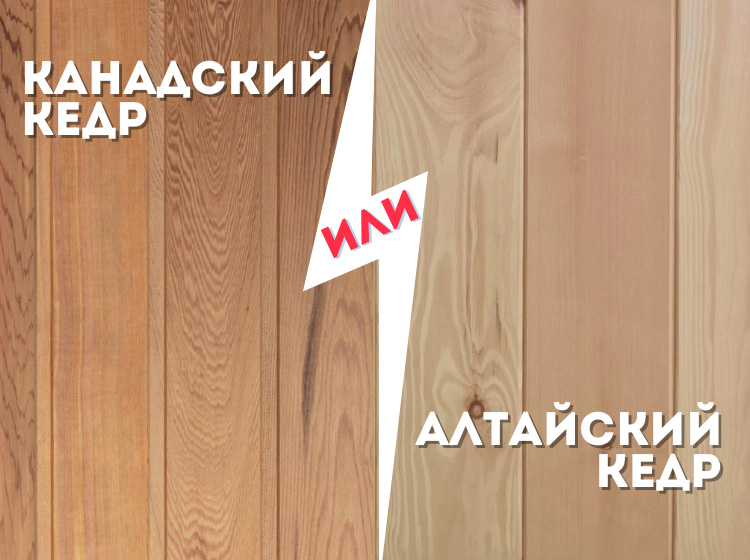 Канадский или алтайский кедр